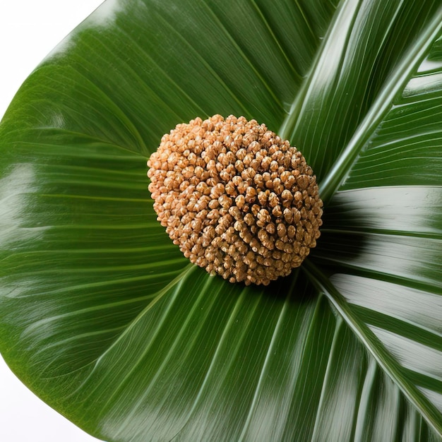 Nueces de betel sobre un fondo blanco