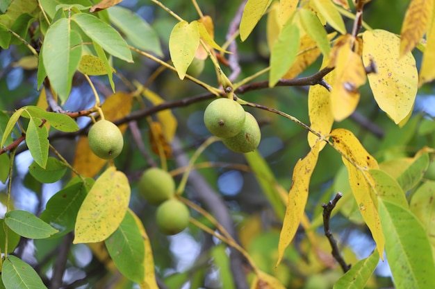 Las nueces crecen en un árbol en otoño