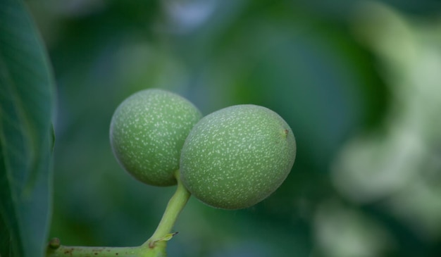 Nueces crecen en una rama Nogal joven en un árbol