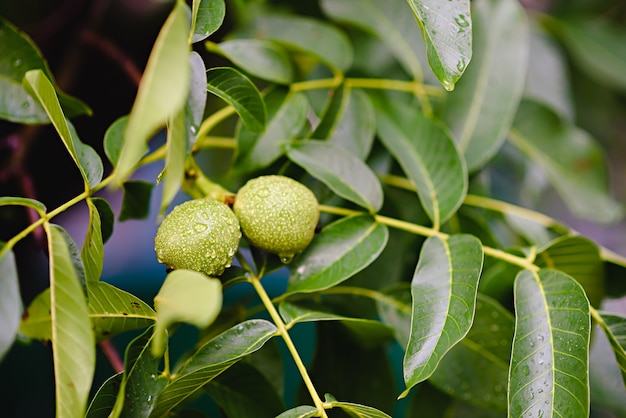 Nueces crudas verdes que crecen en un árbol