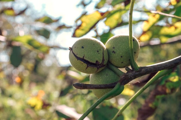Nueces frescas maduras creciendo en un árbol con fondo de otoño