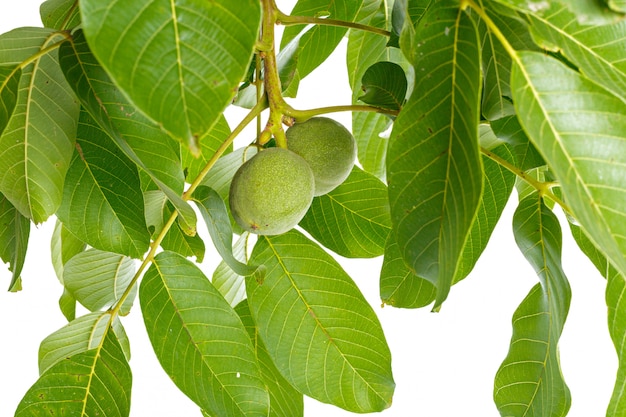 Nueces frutas rama de árbol verde aislado en un blanco