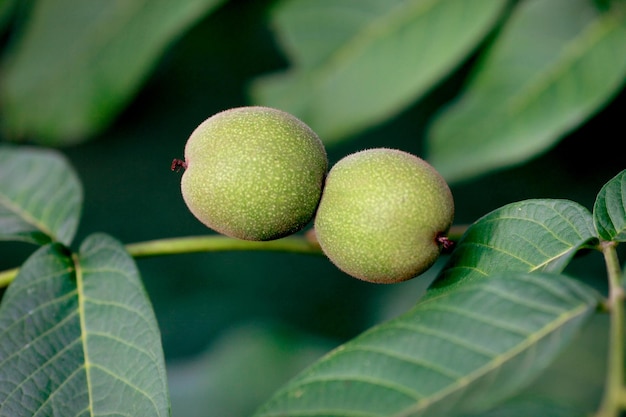 Las nueces griegas verdes jóvenes crecen en un árbol con hojas