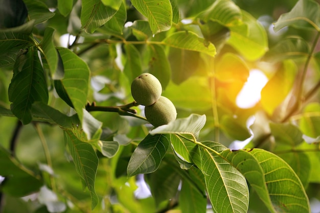 Las nueces griegas verdes jóvenes crecen en un árbol con reflejos solares