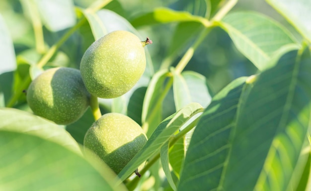 Nueces jóvenes verdes crecen en un árbol Variedad Kocherzhenko primer plano El nogal crece esperando ser cosechado Fondo de hojas verdes Frutos de nuez en una rama de árbol en los rayos amarillos del sol