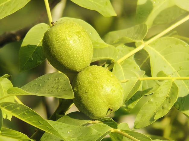 Las nueces jóvenes verdes maduran en la rama del árbol con hojas verdes después de la lluvia en un día soleado. Concepto de crecimiento.