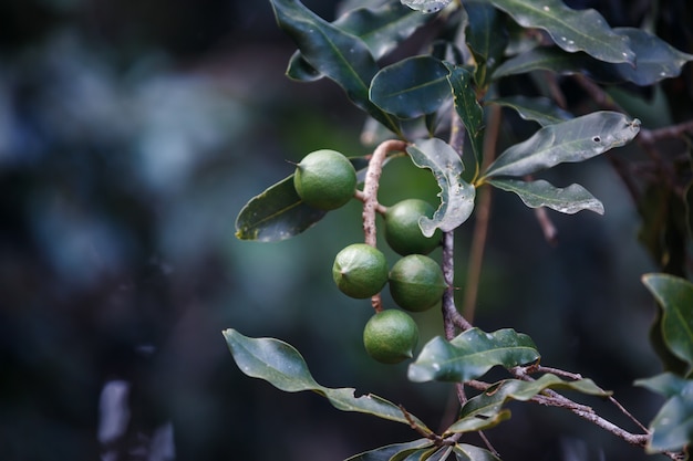 Nueces de macadamia colgando de un árbol de macadamia