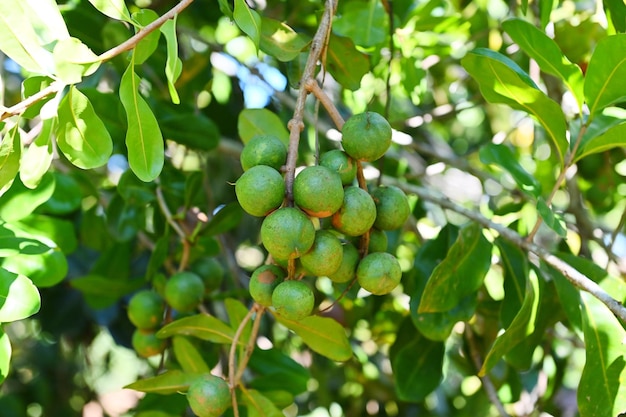 Nueces de macadamia en la planta del árbol de macadamia nueces de macadamia crudas naturales frescas en el jardín plantando fruta de nuez de macadamia esperando las semillas de la cosecha