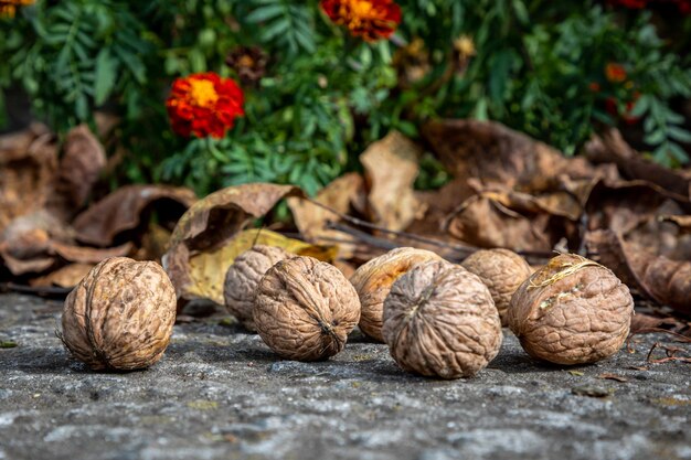 Nueces maduras en las hojas de otoño Cosecha