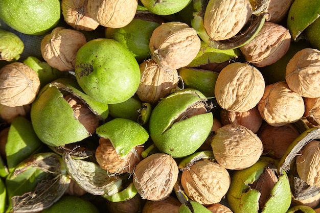 Foto nueces y nueces con cosecha de pericarpio verde