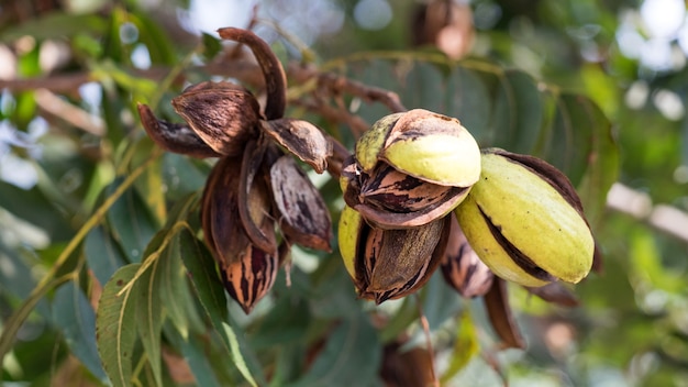 Nueces pecanas secas en el otoño del árbol en Israel