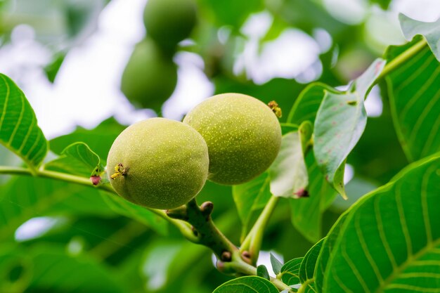 Las nueces en la rama de un árbol maduran en agosto