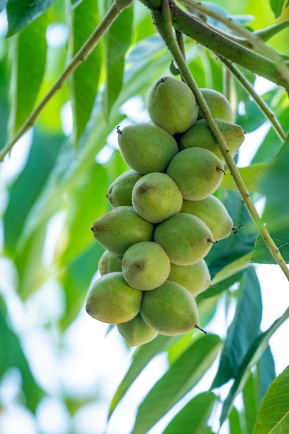 Nueces verdes en un árbol. Muchas nueces en un árbol, naturaleza.