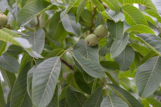 Nueces verdes con cáscara verde en un nogal