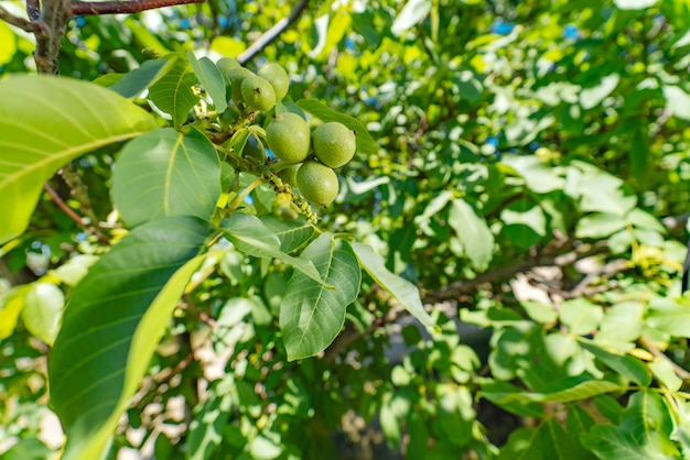 Nueces verdes frutos jóvenes madurando en el árbol con hojas