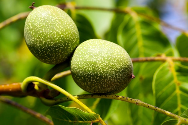 nueces verdes sin madurar