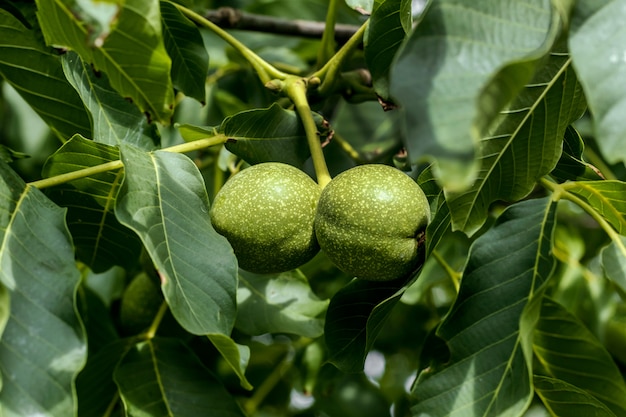 Las nueces verdes de la nuez crecen en árbol.