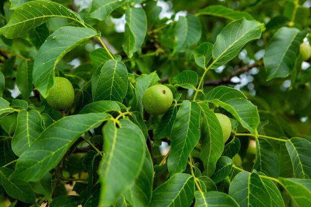 Nueces verdes que crecen en un árbol en el jardín en verano