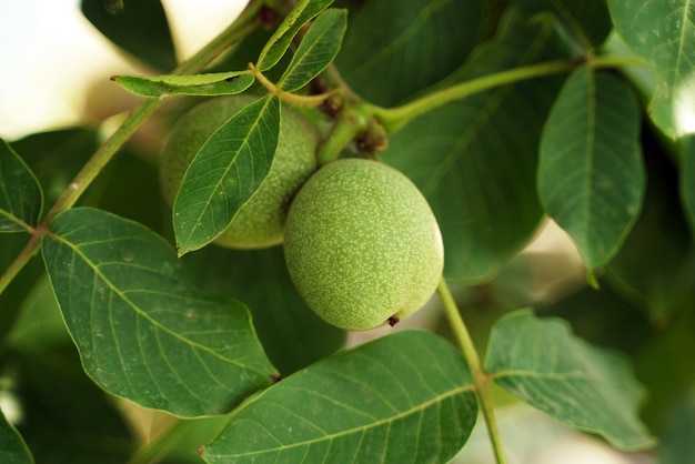 Nueces verdes verdes colgando de la rama de un árbol