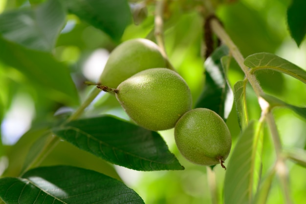 Nueces verdes