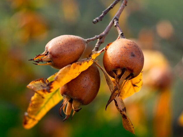 Foto nützliche frucht mespilus germanica mispel