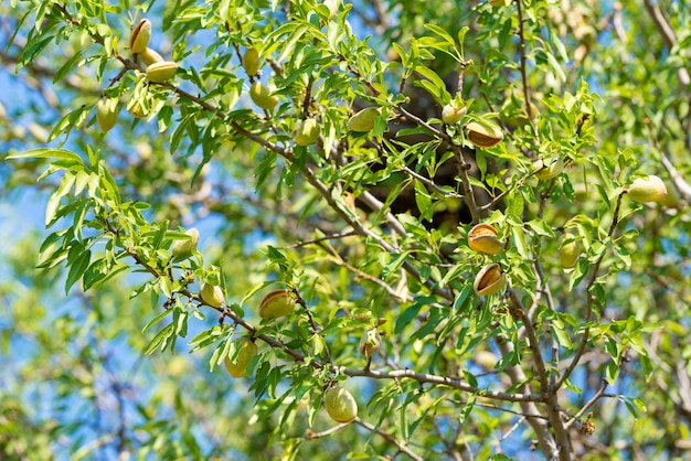 Nueva cosecha de almendras