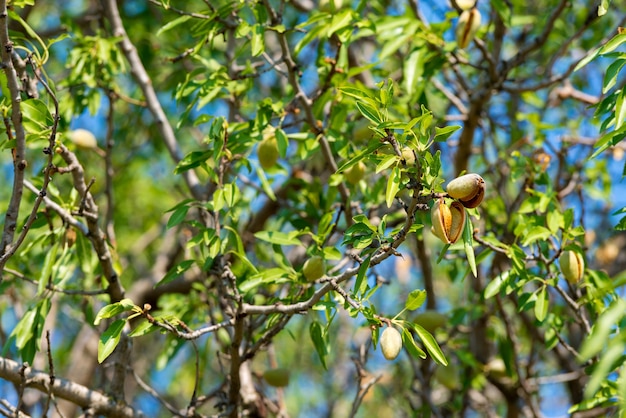 Nueva cosecha de almendras