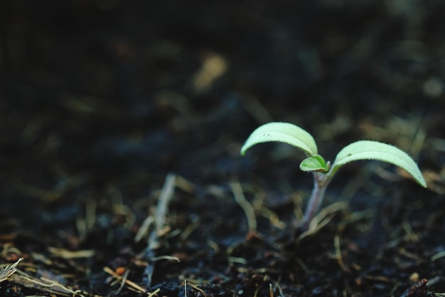 Foto nueva vida de las plantas de siembra por la mañana