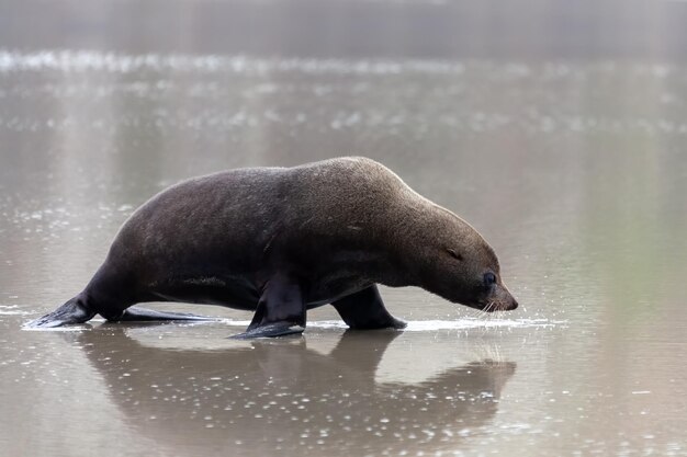 Nueva Zelanda (Arctocephalus forsteri) en la playa