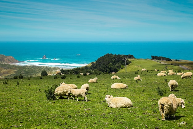 Nueva Zelanda ovejas en la colina cerca del océano