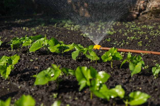 Nuevas plantas de hortalizas jóvenes en un jardín de primavera regadas por un aspersor