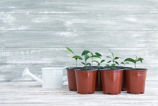 Nuevas plantas verdes en macetas marrones. Plantas en macetas en madera blanca