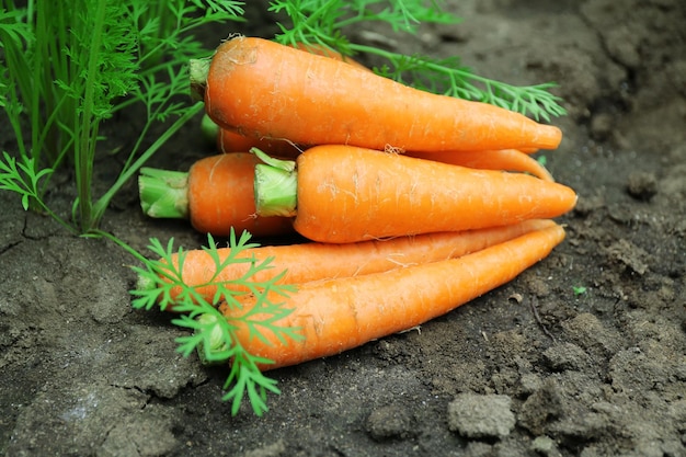 Nuevas zanahorias frescas en el suelo del jardín