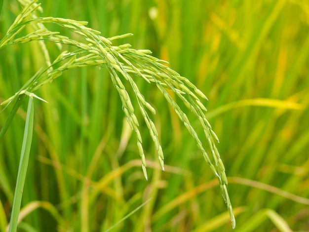 Nuevo arroz con cáscara (arroz de oro) que crece en campos de arroz.