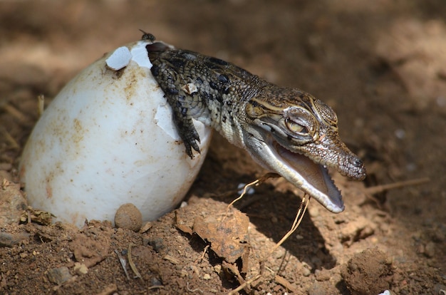 el nuevo cocodrilo bebé nació