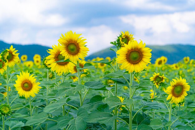 El nuevo día de la abejita y el girasol.