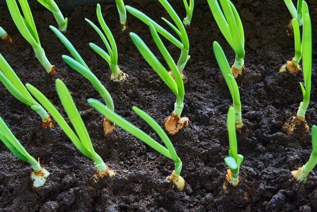 Nuevos brotes verdes erizos o plumas de cebolla closeup