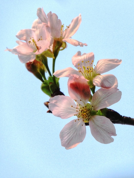 Foto nuevos comienzos están en camino es hora de dar la bienvenida a la hermosa primavera