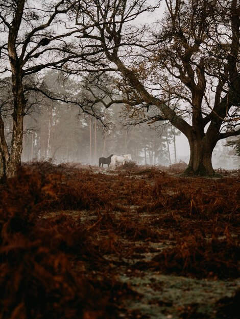 Foto nuevos ponies del bosque pastando en el bosque