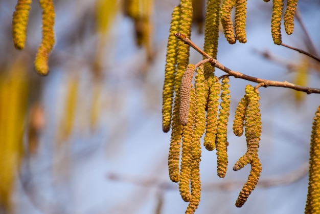 Foto la nuez de avellana en flor las nueces de avelana en ramas