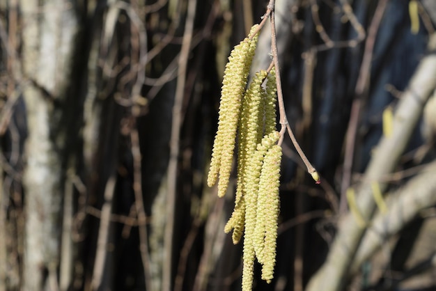 Foto la nuez de avellana en flor