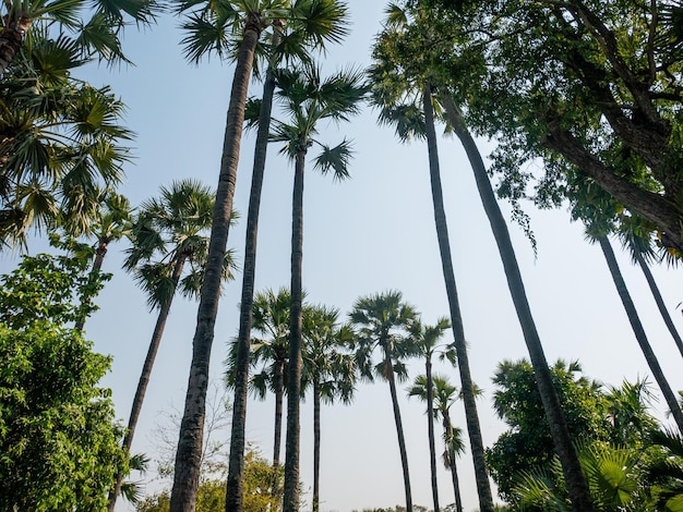 Nuez de betel desde el fondo del cielo brillante del sol de vista baja Y las nubes claramente toman fotos de árboles altos en el bosque de templenature en el jardín del campo en Tailandia