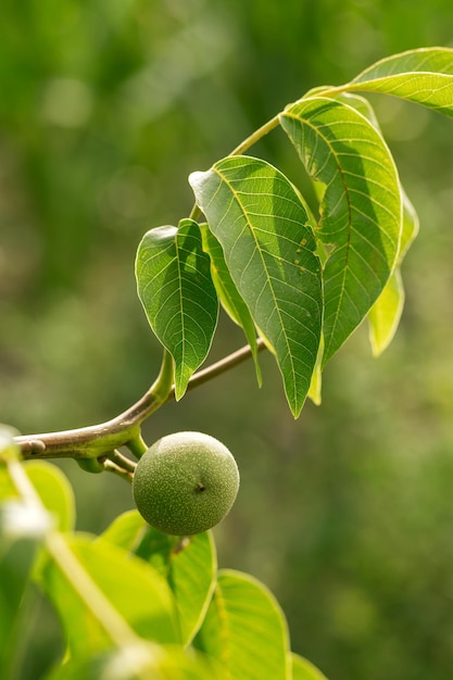 Nuez colgando de un árbol con hojas Agricultura agronomía industria