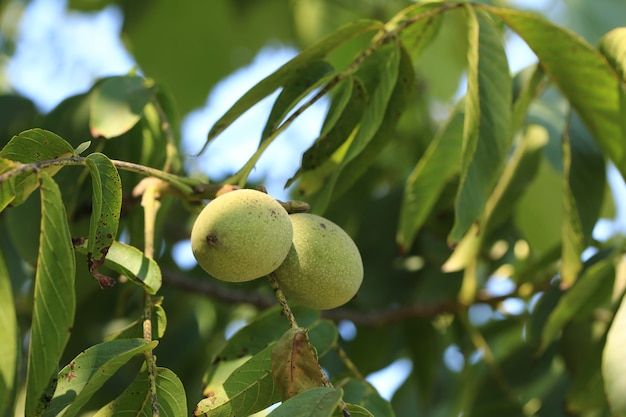 Nuez inmadura en el árbol