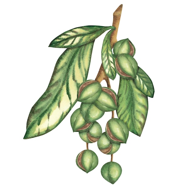 Nuez de macadamia en una rama aislada en un fondo blanco ilustración de acuarela cuerpo de cosmetología