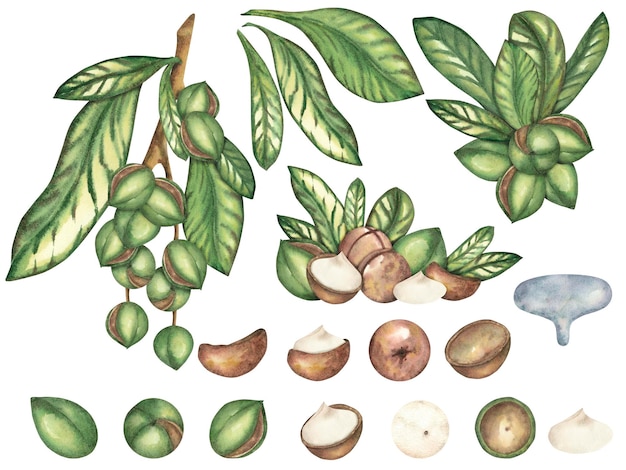 La nuez de macadamia sobre un fondo blanco una composición de varias nueces y hojas El árbol de macademia