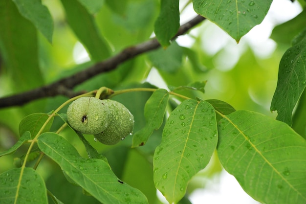 Nuez de maduración sobre fondo de otoño de árbol