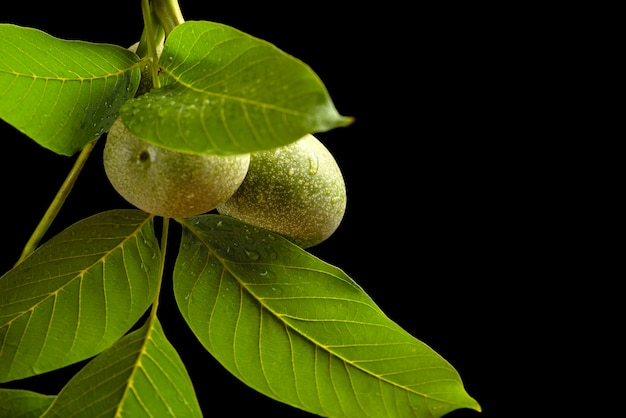 Nuez. Una rama de una nuez con frutos inmaduros y hojas verdes con gotas de lluvia aisladas sobre fondo negro.