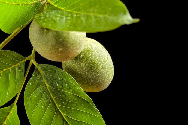 Nuez una rama de una nuez con frutos verdes y hojas verdes con gotas de lluvia aisladas sobre un fondo negro ...