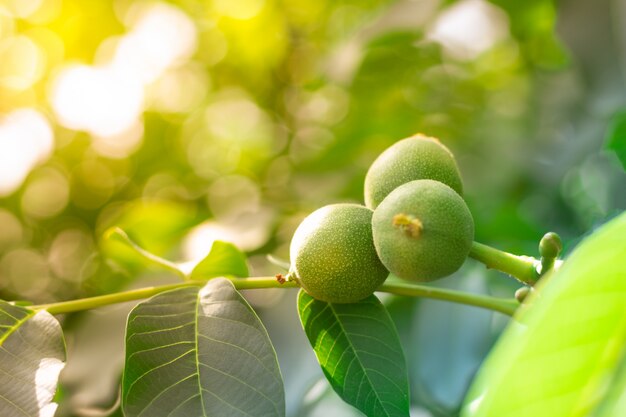 Nuez en las ramas de un árbol a la luz del sol